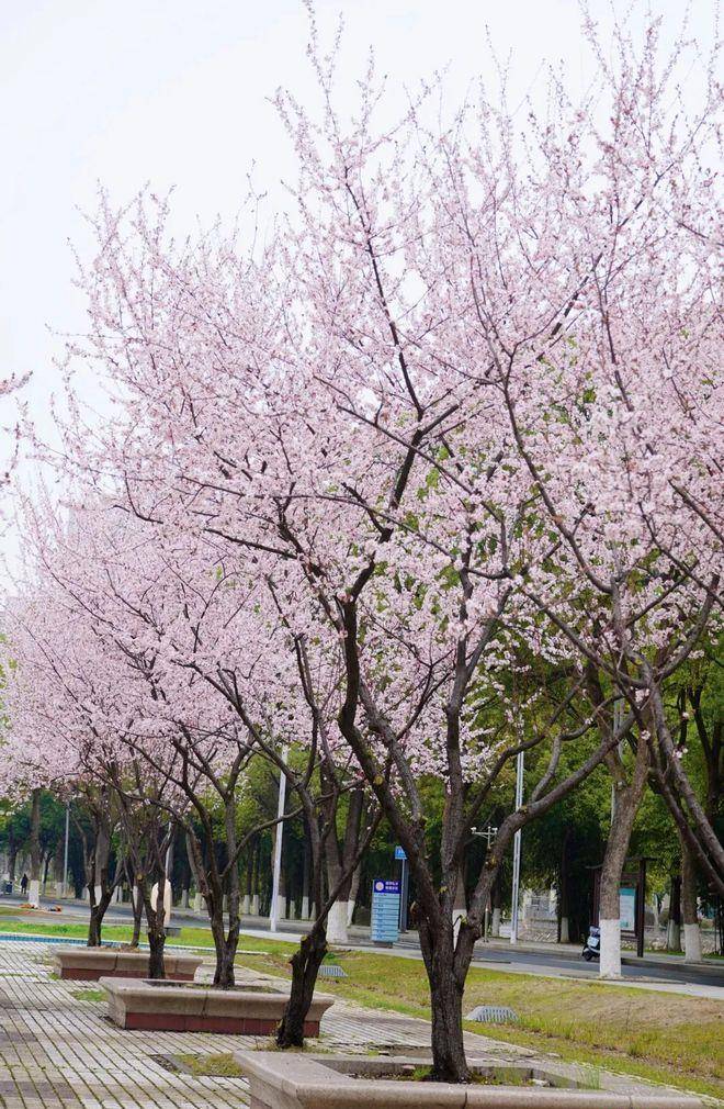 湖南文理学院校花图片