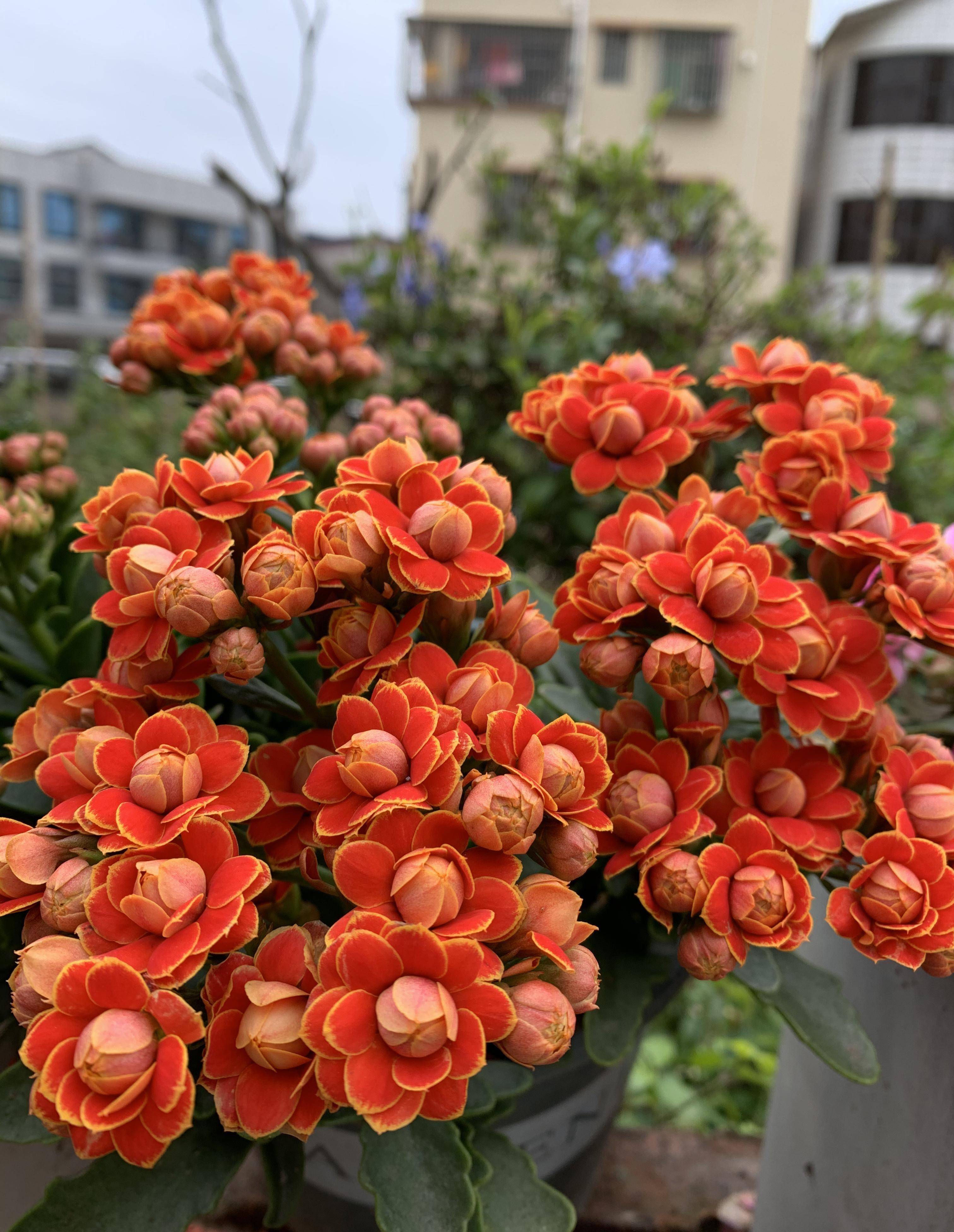 长寿花新品种—日内瓦,适合北阳台,封闭阳台养的盆栽绿植_阳光_花色