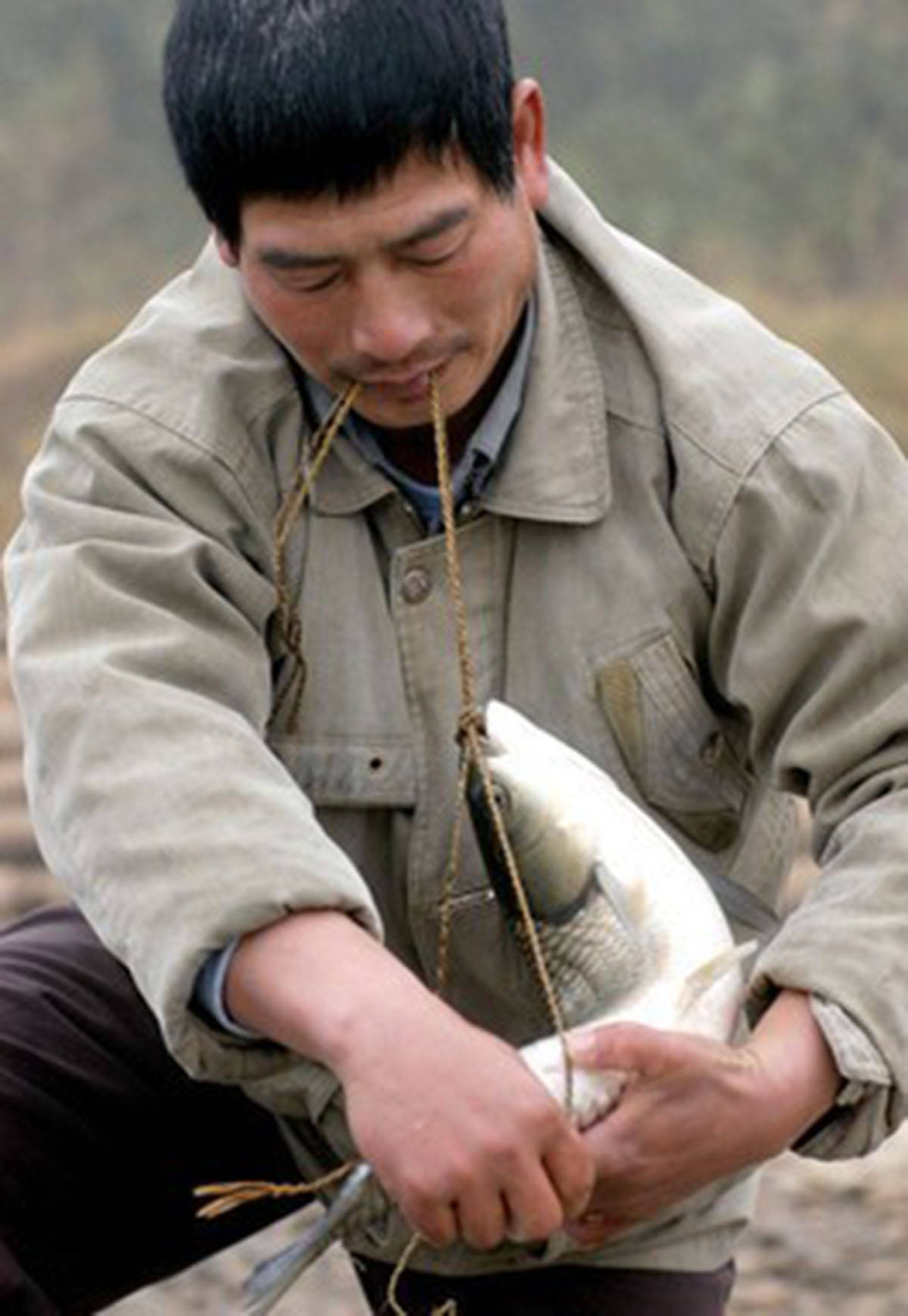 一根草绳一条鱼:福建弓鱼术能让鱼脱离水几天不死,这是真的吗?