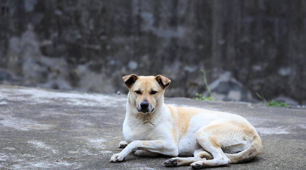 为什么农村的"土狗"晚上不睡觉,白天也很少睡觉?_小时候_嗅觉_人类