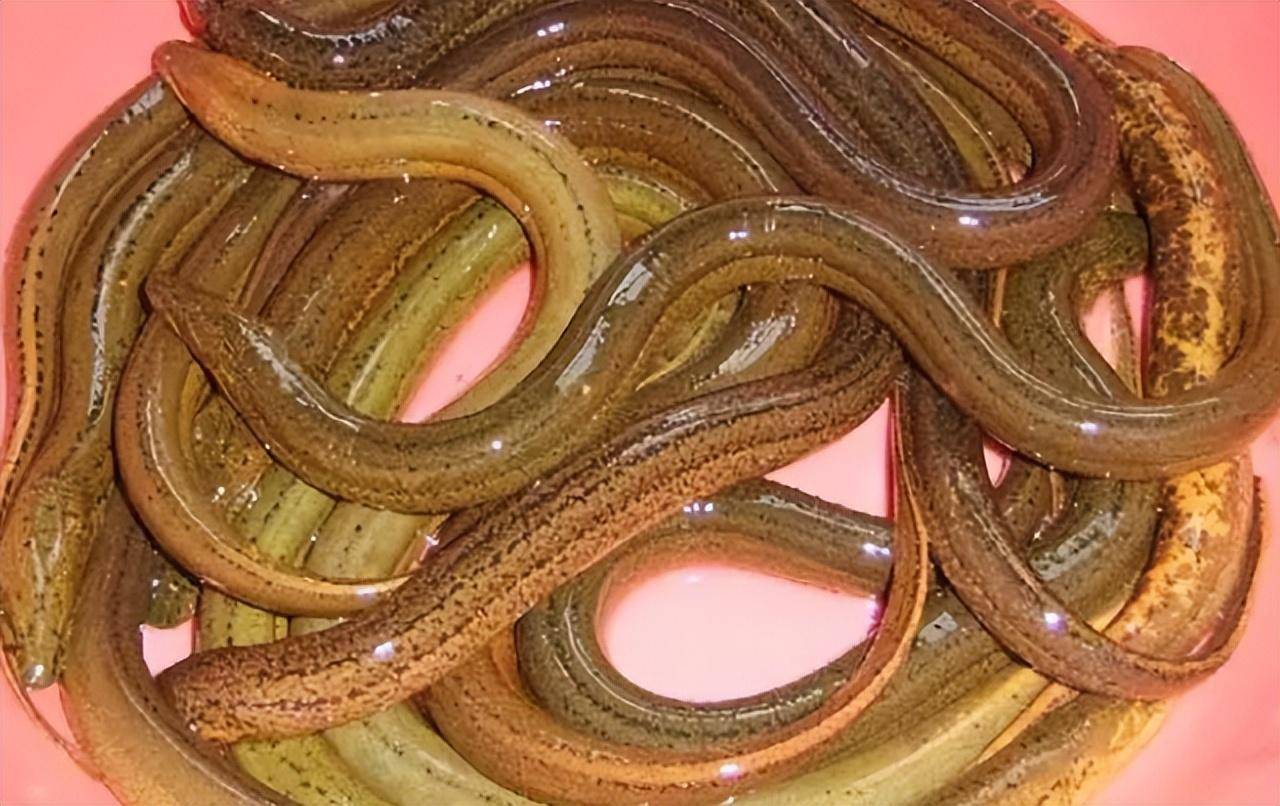 黄鳝营养价值丰富,富含蛋白质,脂肪,钙,磷,铁,维生素及多种植物化学