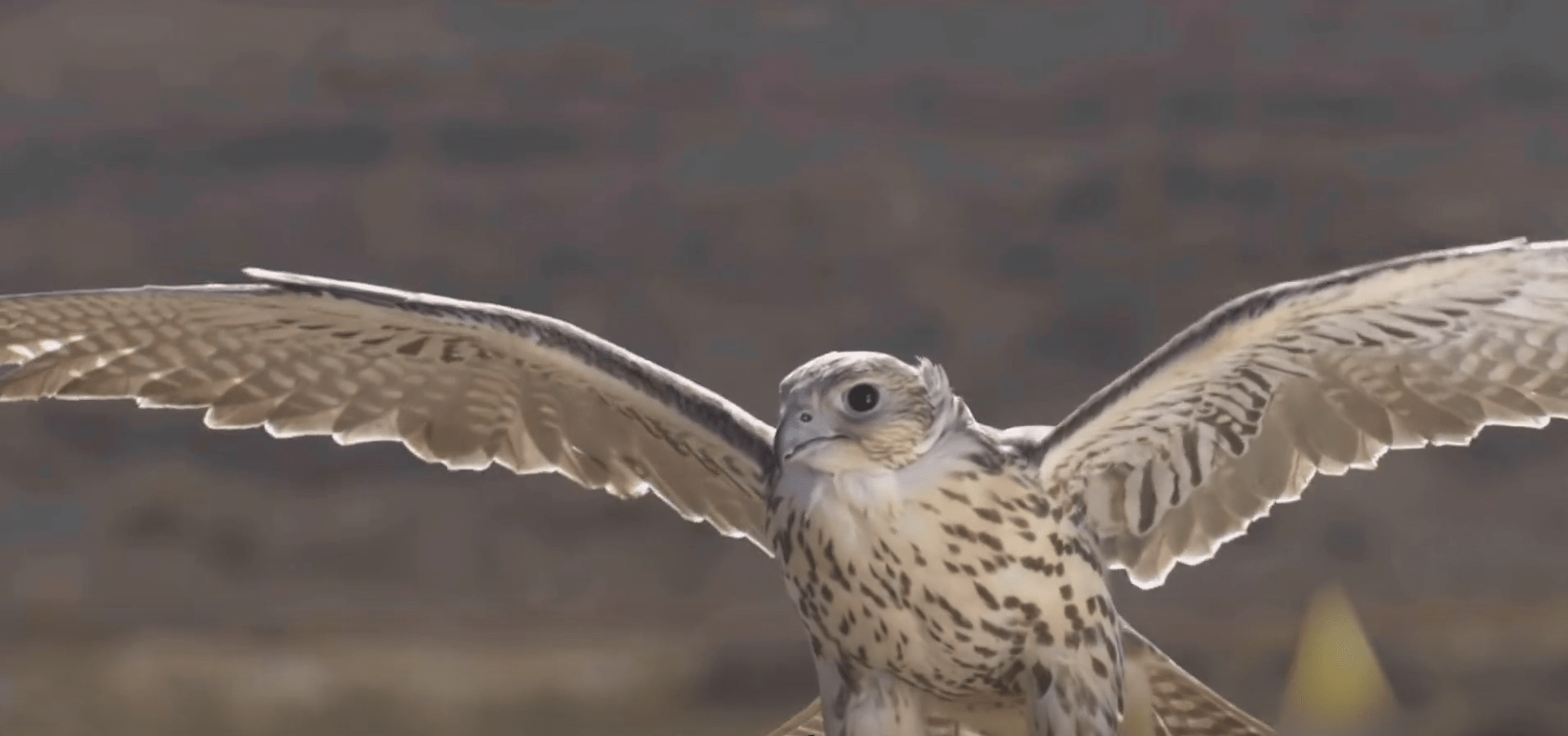 新疆驯鹰师回忆重现:崖上见到5只海东青,身价曾被炒到8位数_猎物_野兔
