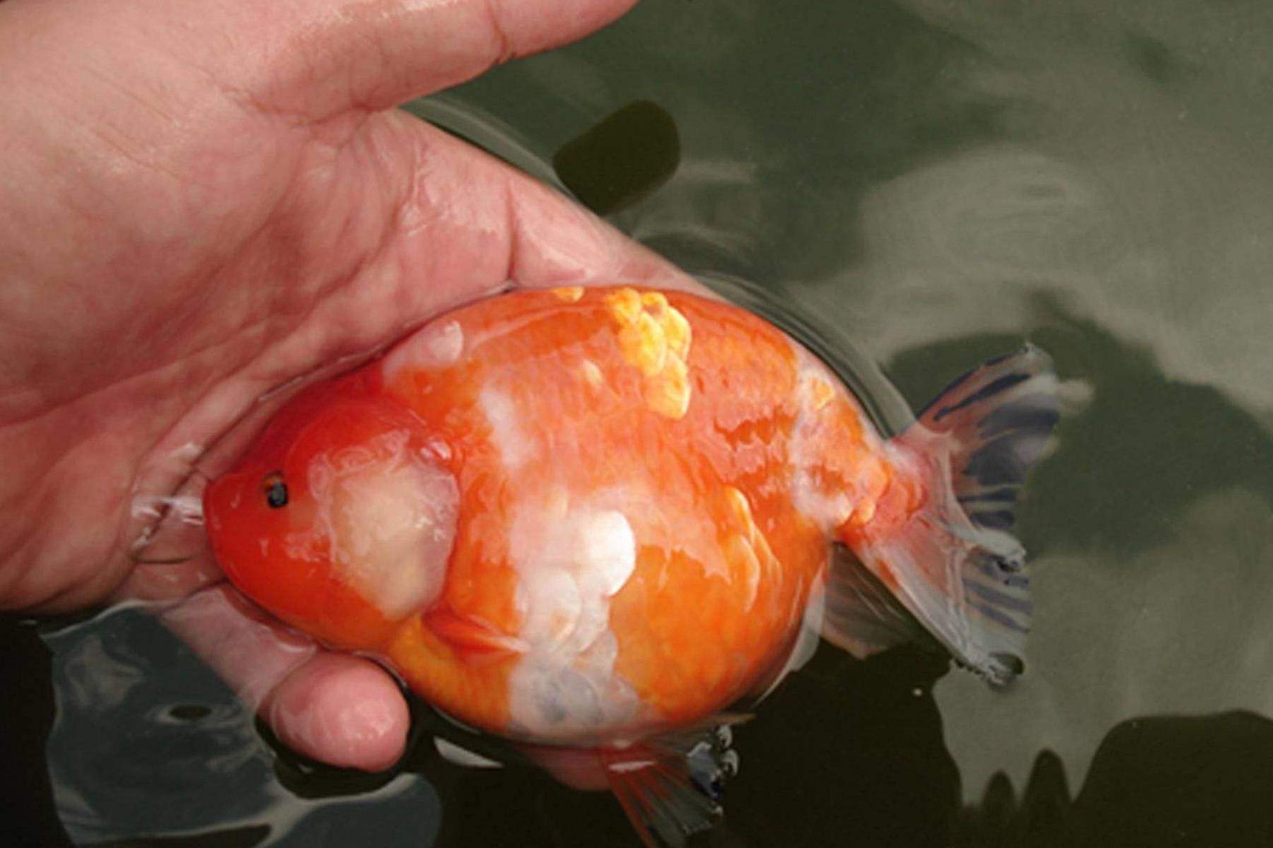 养观赏鱼的注意啦,换水和洗棉,其实没一毛钱关系_鱼缸_白棉_鱼友