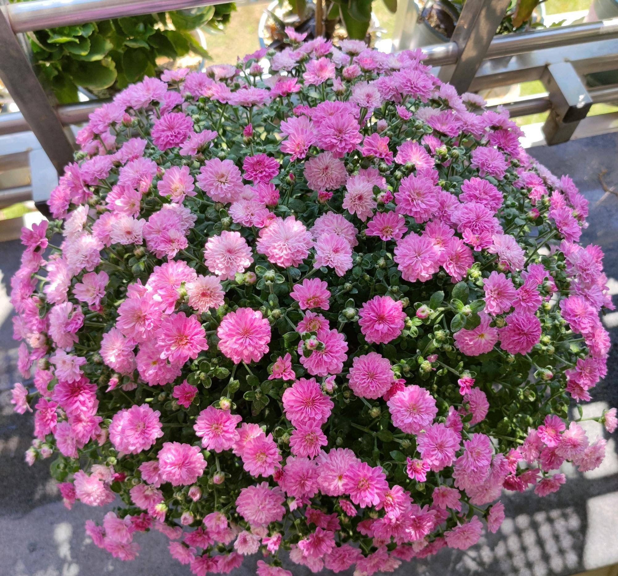 阳台盆栽"新宠儿"—千头菊,美丽壮观,三季有花开,养护也简单_植物