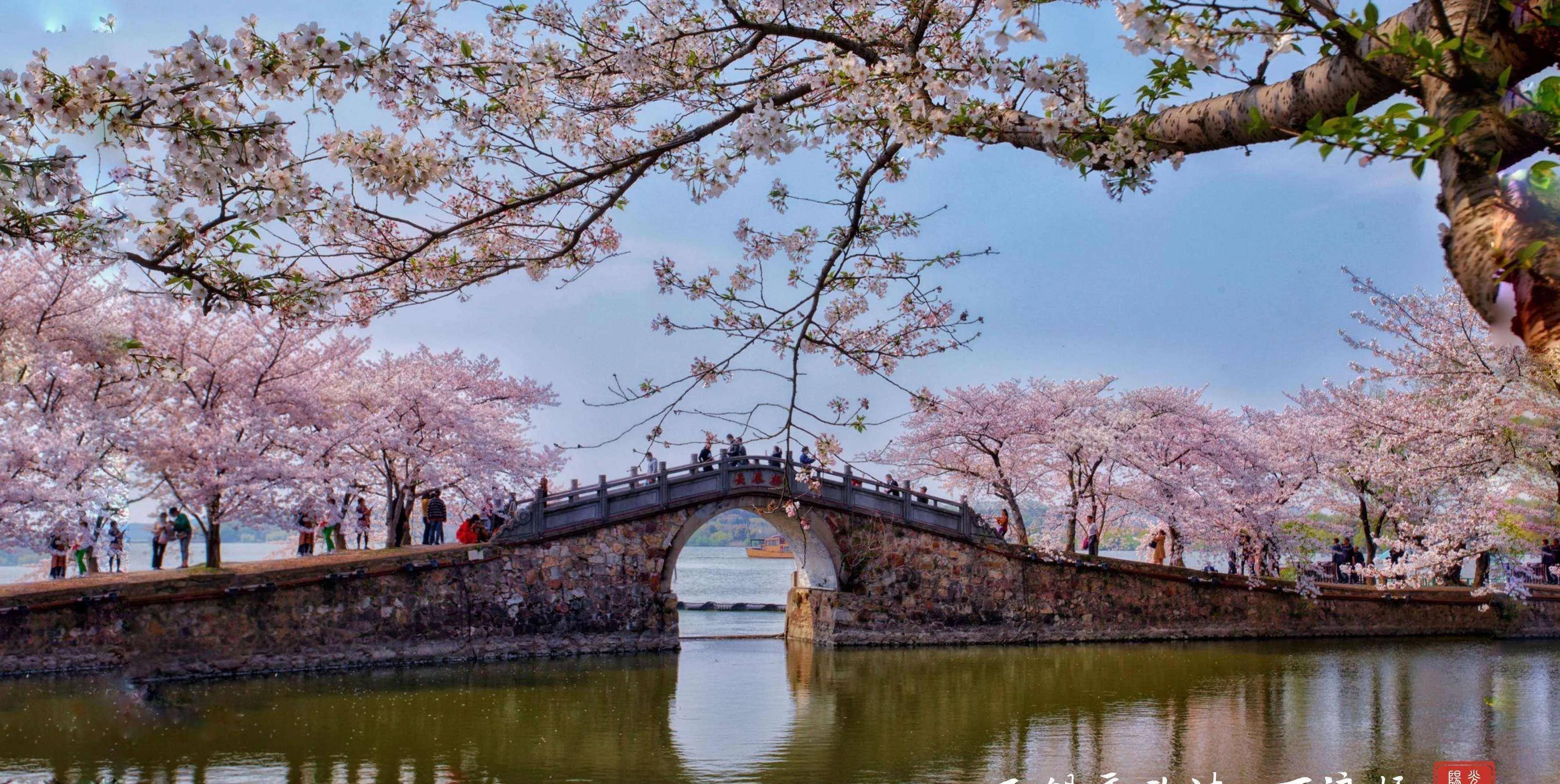 现在最适合赏樱,快来看看我国赏樱胜地除了樱花之城武汉还有哪些