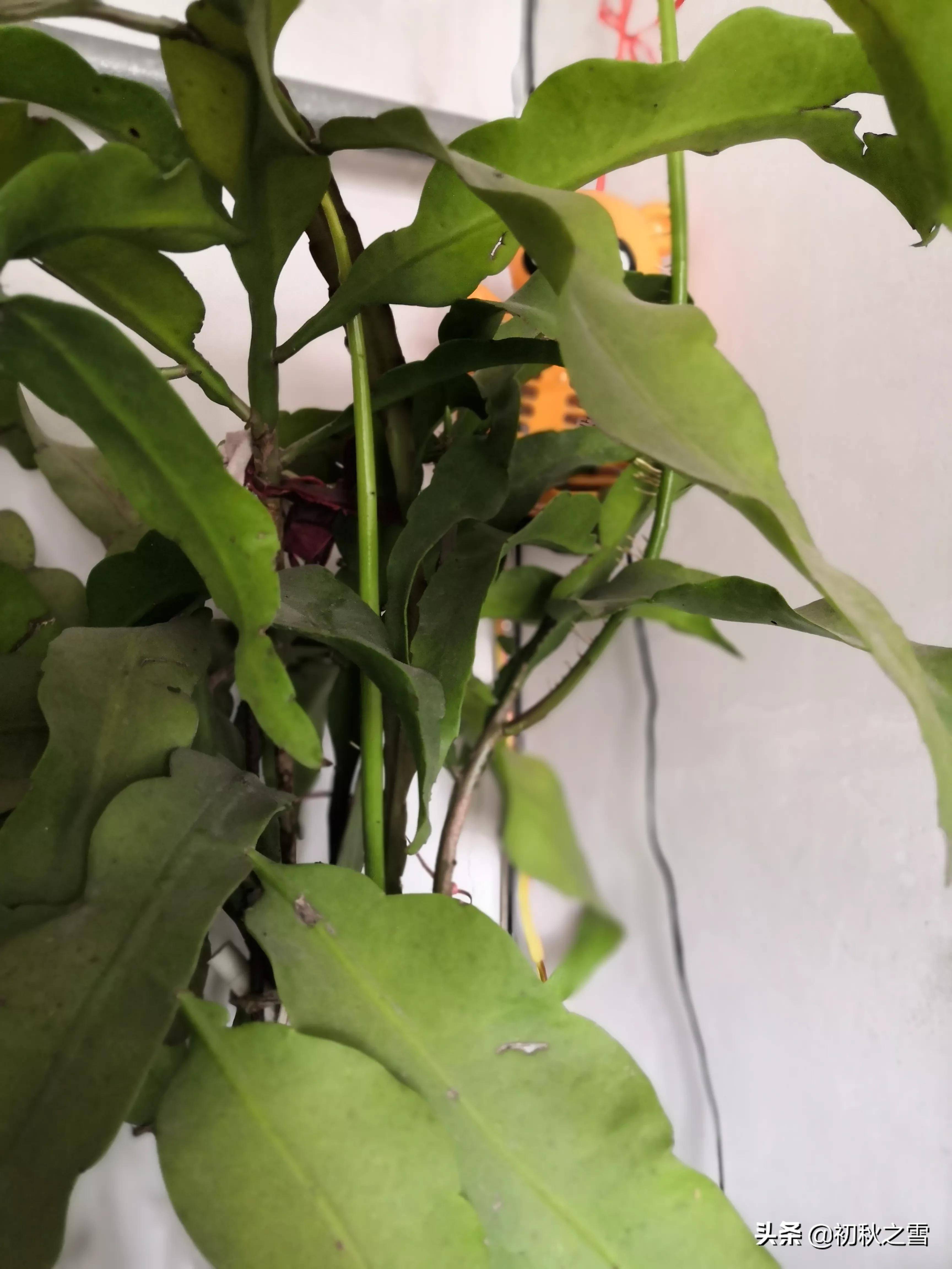 角落里的昙花咋长了几根直直的光杆子?需要剪吗?_直杆_植株_枝条