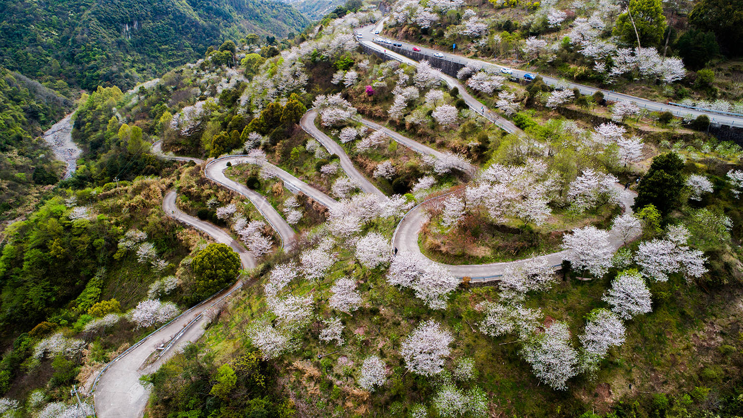 宁波鲜花（宁波鲜花店） 第3张