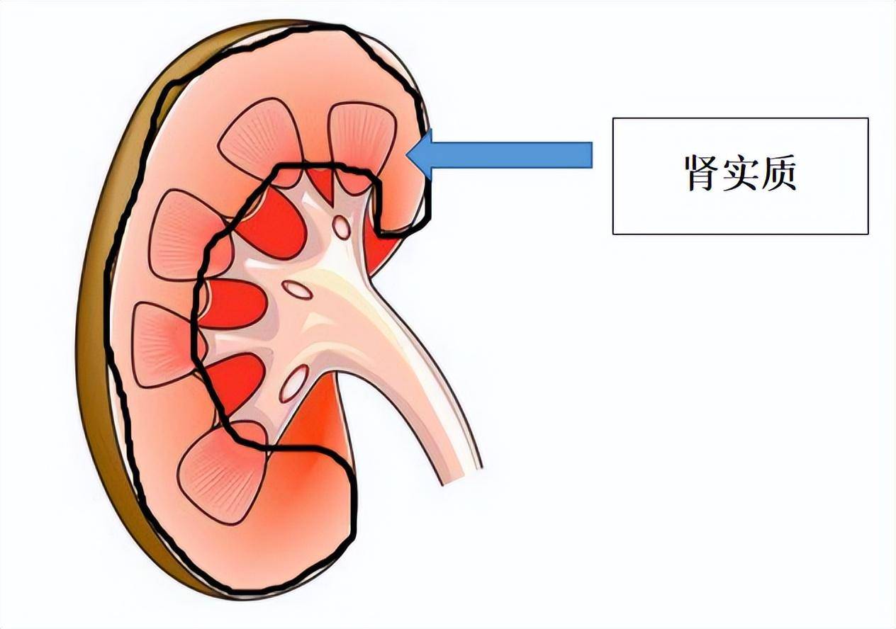 肾实质 作为肾脏的核心部门