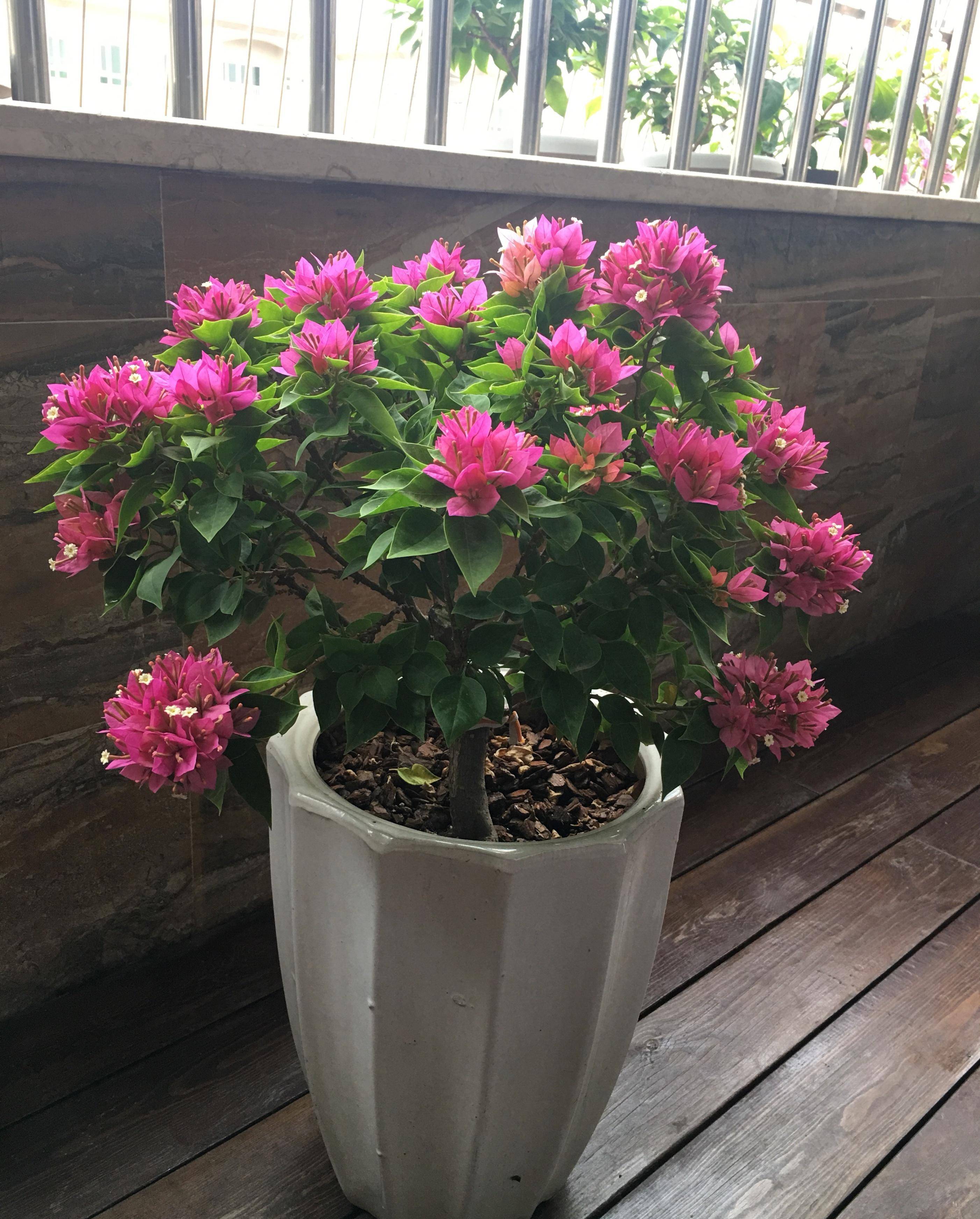 阳台养三角梅,就选"塔紫",植株低矮,叶绿花美,三季有花看_品种_开花