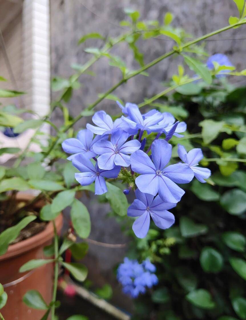 「近日花卉養護技巧分享」藍雪花的養護~你還在擔心養不好花嗎_修剪