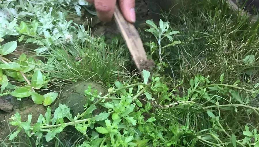 俗名"猪屎草",因味臭而被人嫌弃,竟不知是珍贵的"还魂草"_胡荽_民间