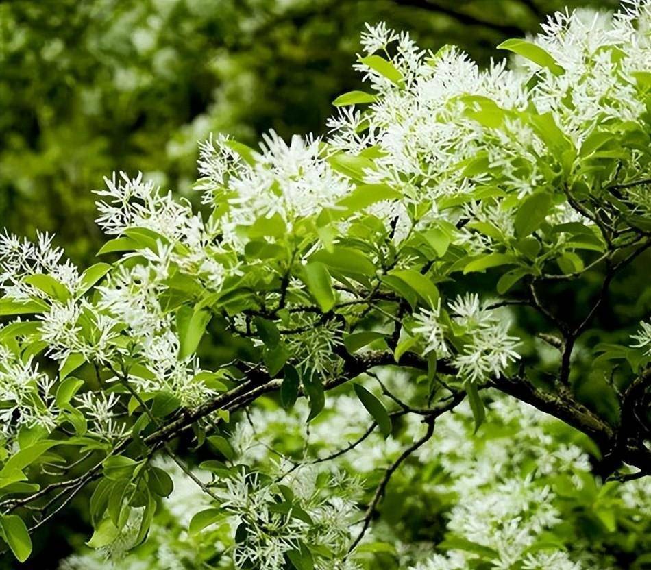 流苏花（流苏花花期） 第3张