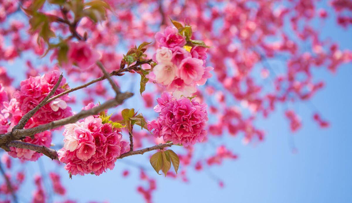 满树粉色的樱花,也如少女的粉红色花样年华,令人心生羡慕.6.