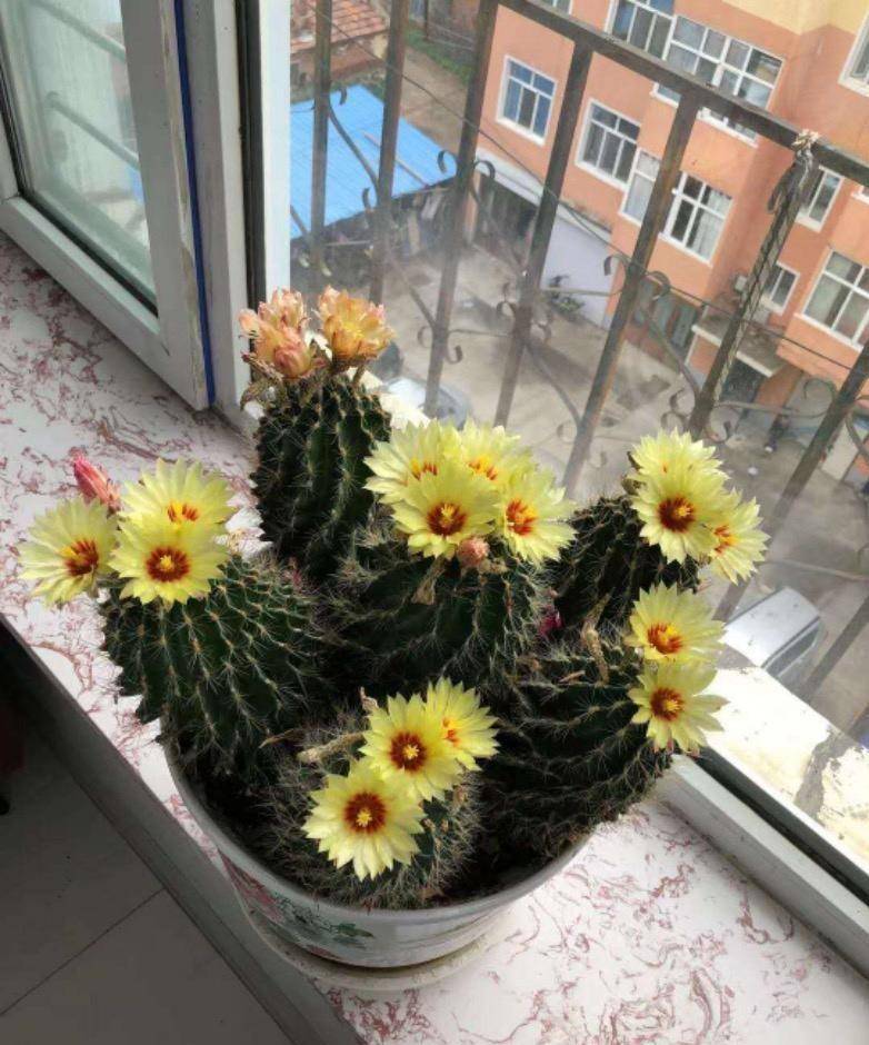 喜欢仙人球,就养"龙王丸",好看又好养,香气四溢,开花很勤奋_种植_球体