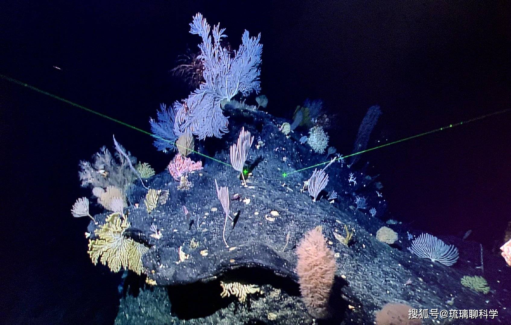 马里亚纳海沟的“海底花园”见过吗?高清大图来了|马里亚纳海沟|海底|花园_新浪新闻