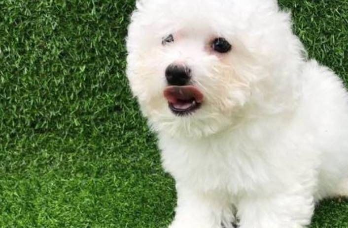 牢记这6点,可以延长比熊犬寿命几年,请收好_主人_问题_身体