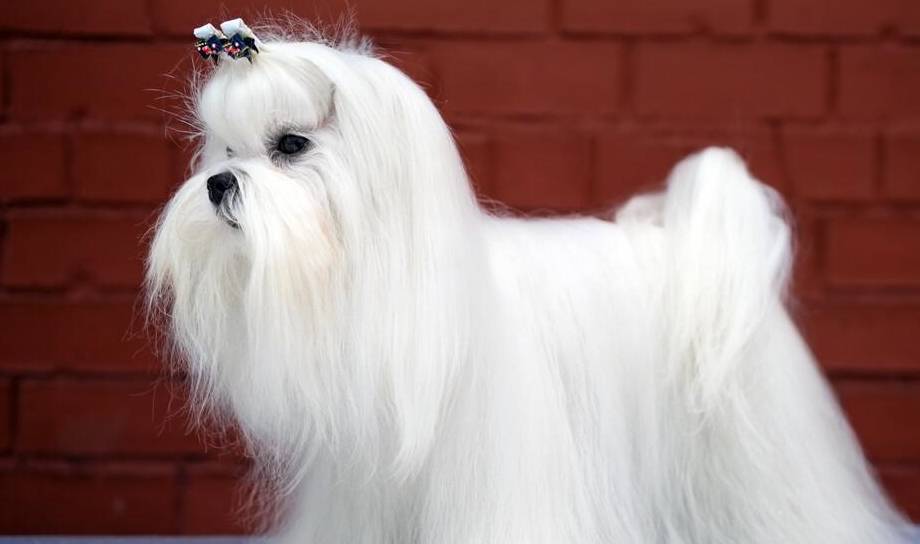 狗狗不同毛发类型的梳理方式,宠主须知_护理_零食_身体