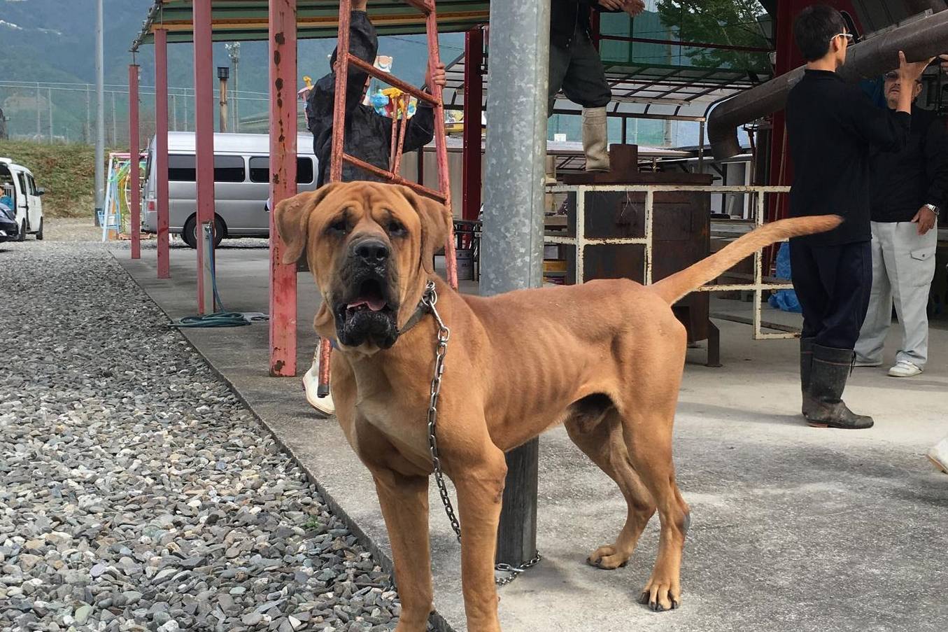 就此开创了土佐犬的蜕变过程,在当时日本有一种小型的土猎犬名为土佐