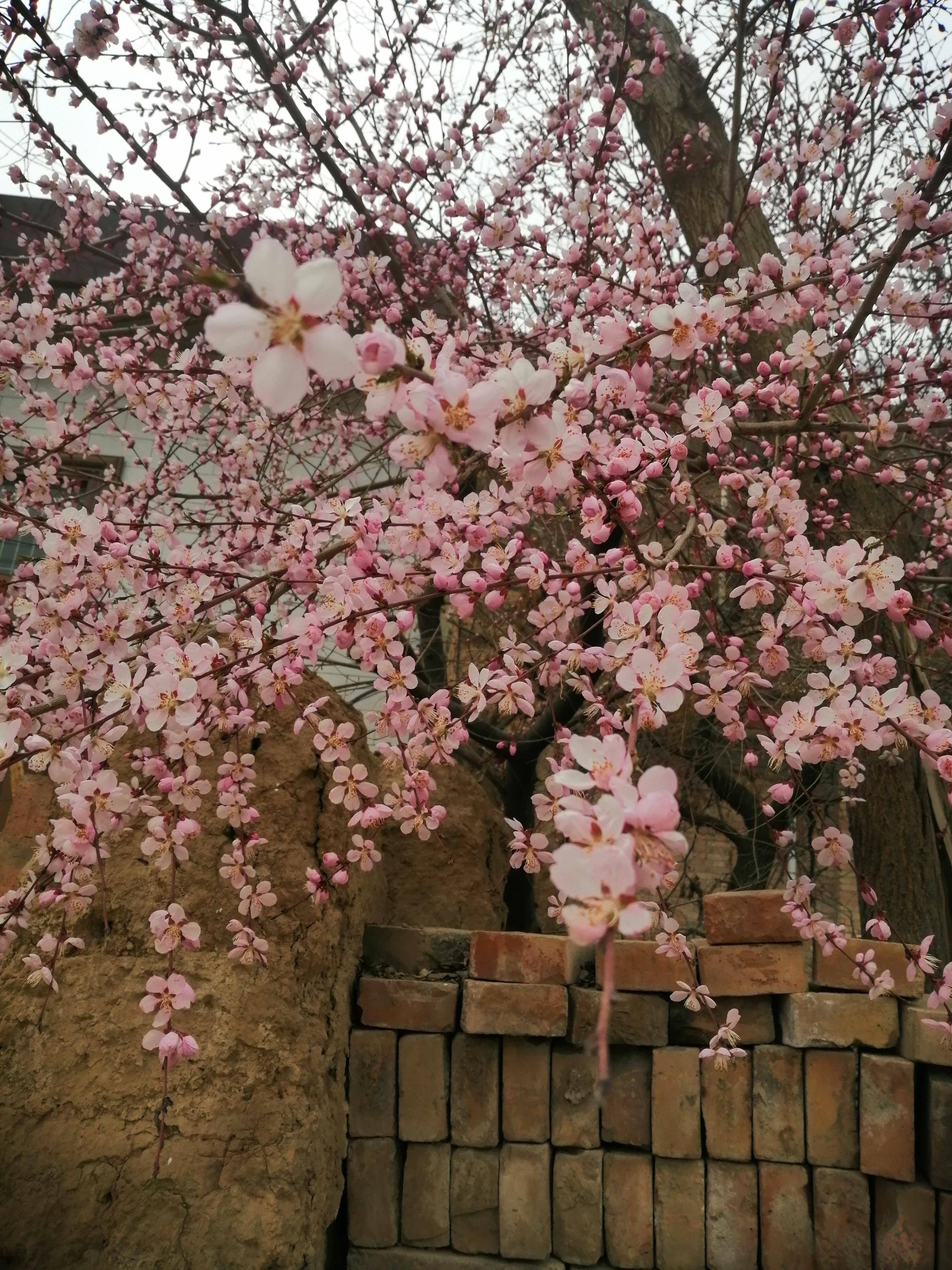 桃花盛开风景照片图片