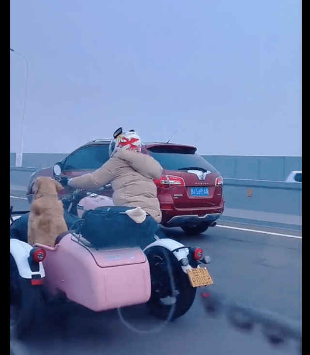 女孩骑着边三轮摩托车带着狗,在高速路上驰骋,人被冻成狗了吗?