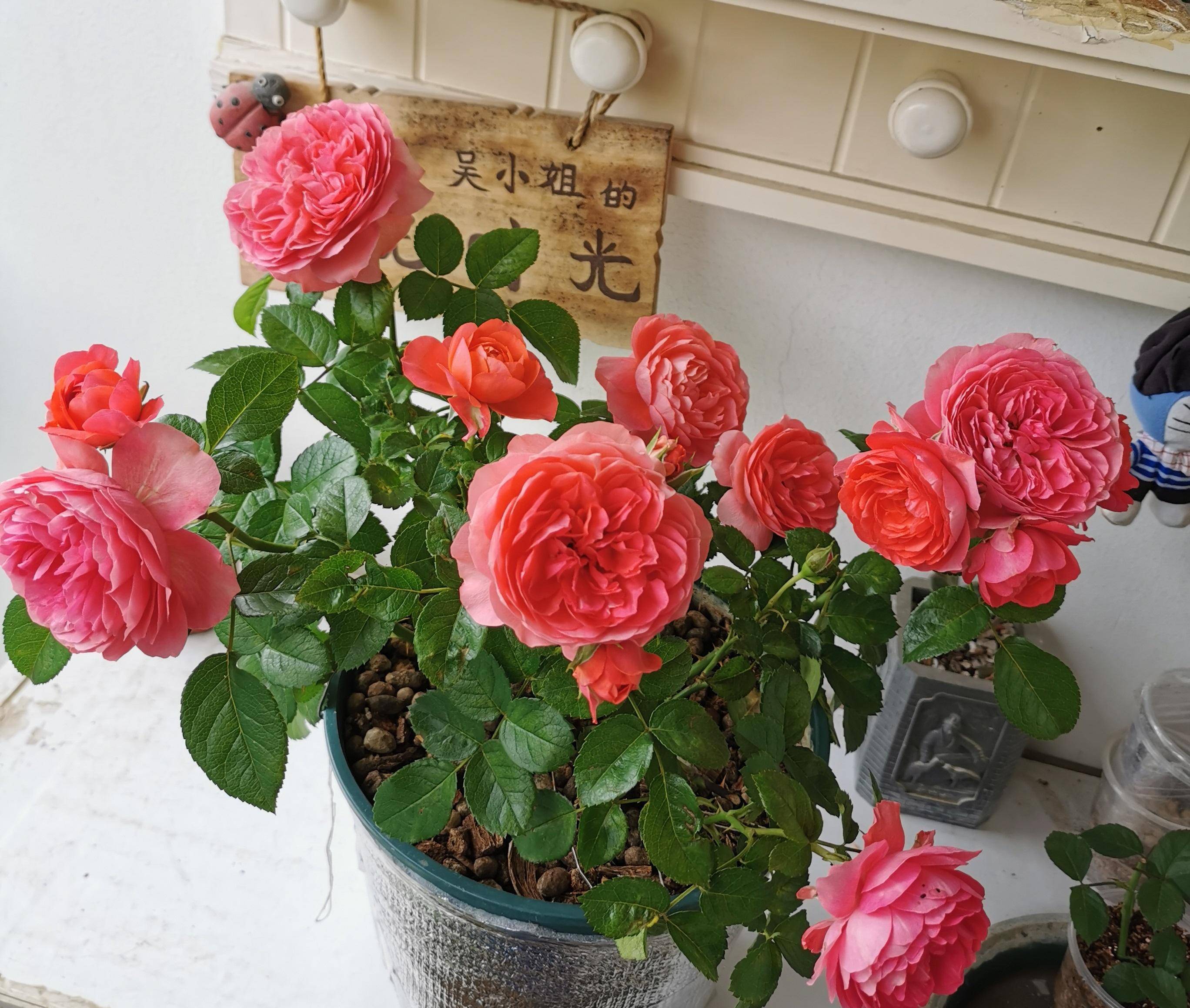 阳台养月季,就选"香奈儿阳台",颜值高,香气怡人,四季有花开_开花_品种