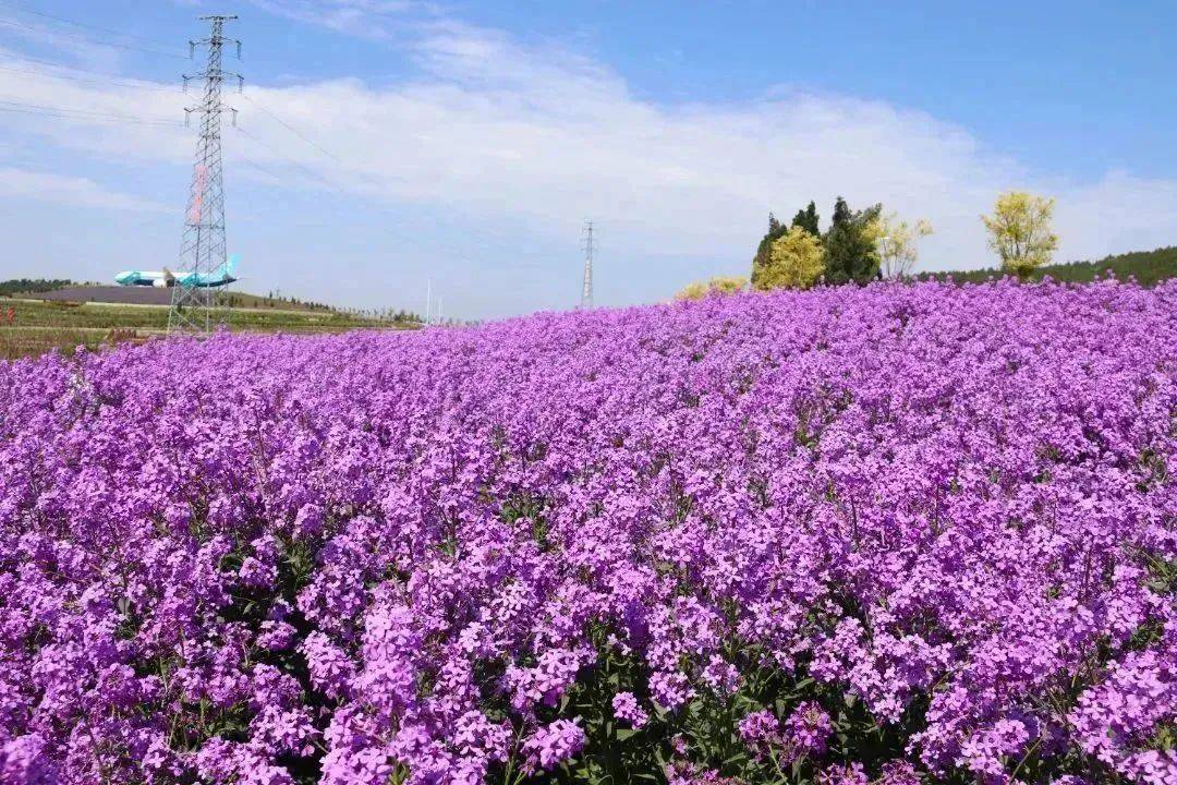 平阴芳蕾·玫瑰园丨3月25日开园啦!