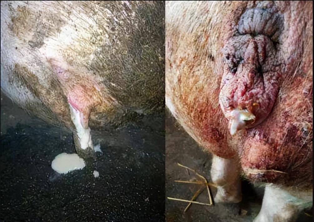 母猪子宫内膜炎和乳房炎的病因分析,临床表现及综合防治_ml_消毒_全身