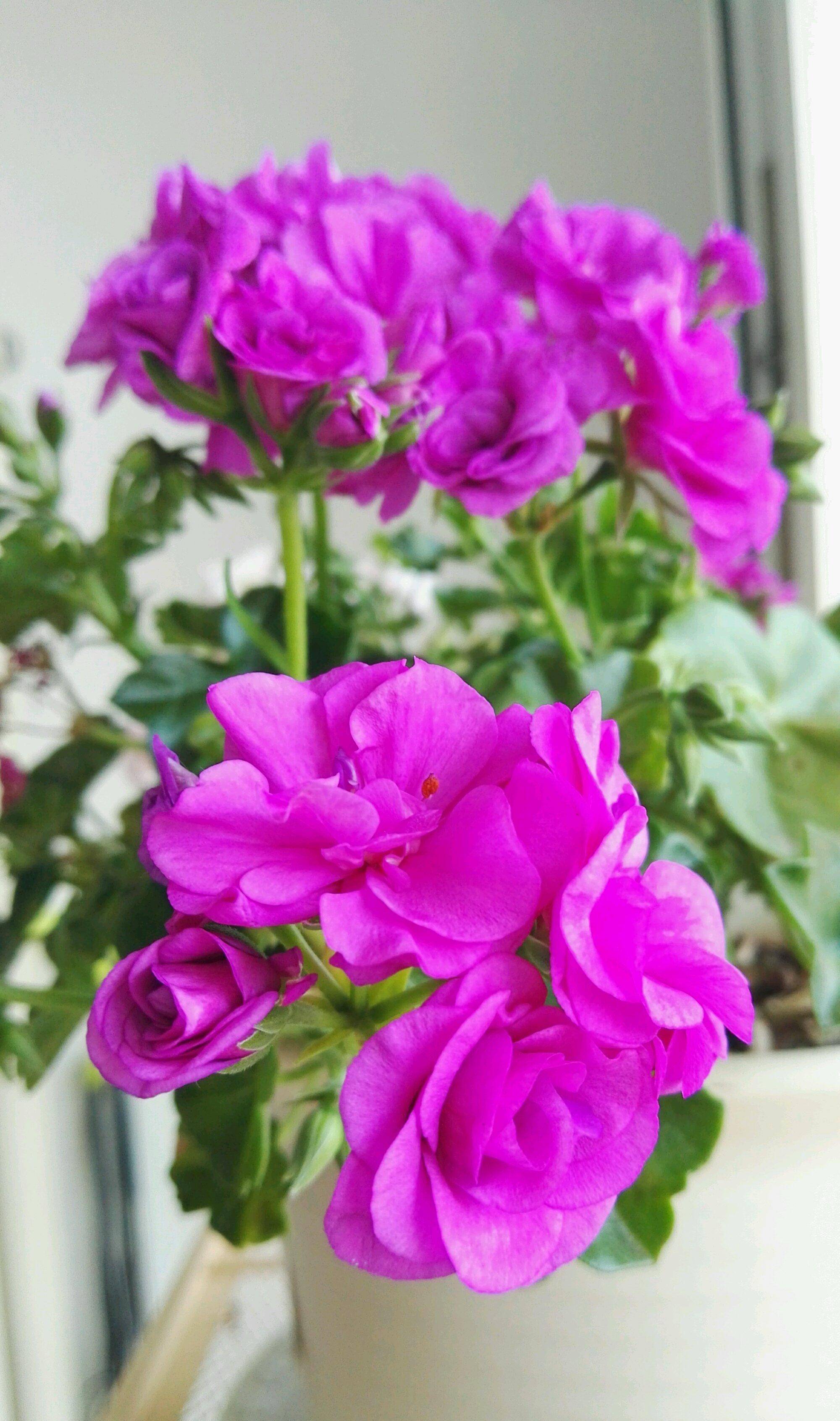 阳台养天竺葵,就选"紫女巫",花美若玫瑰,多季花开,值得拥有_开花_品种