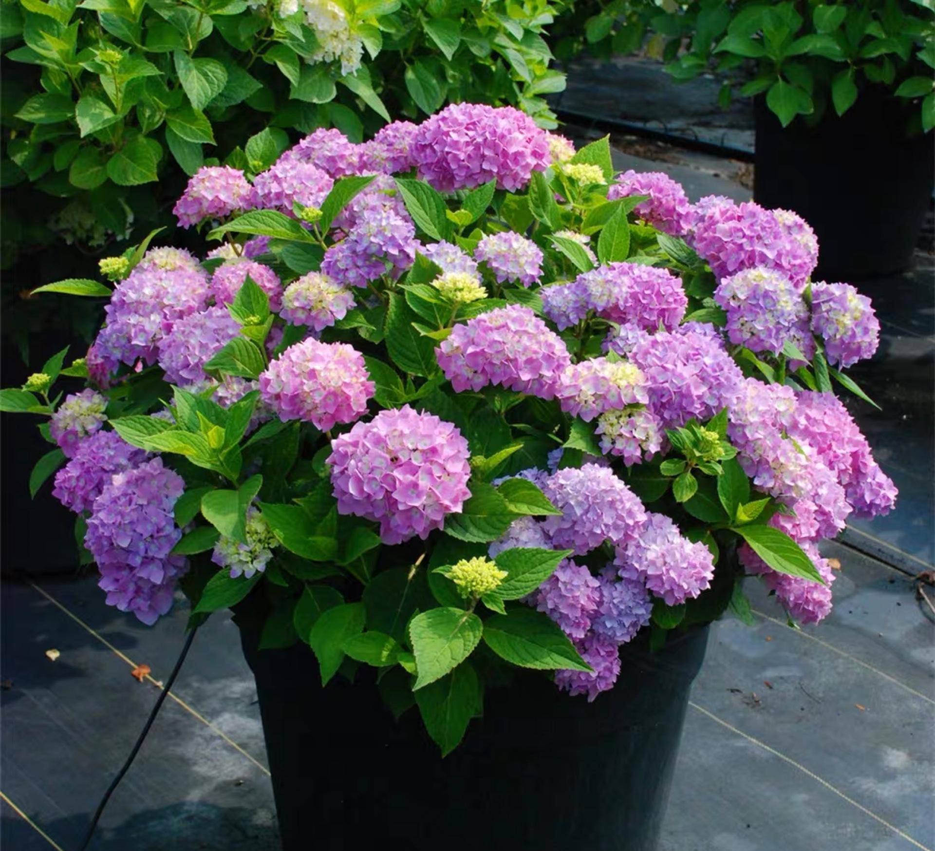 春天养绣球花,"5项工作"早早做,芽多,枝粗,开花格外多_合肥_有机肥