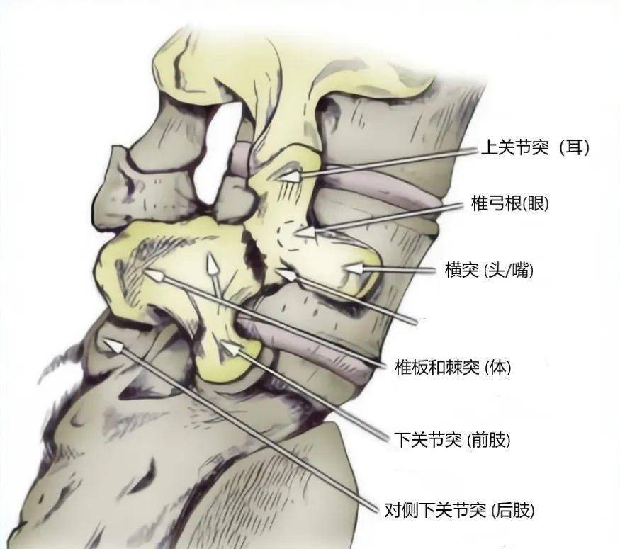 腰椎后纵韧带解剖图图片