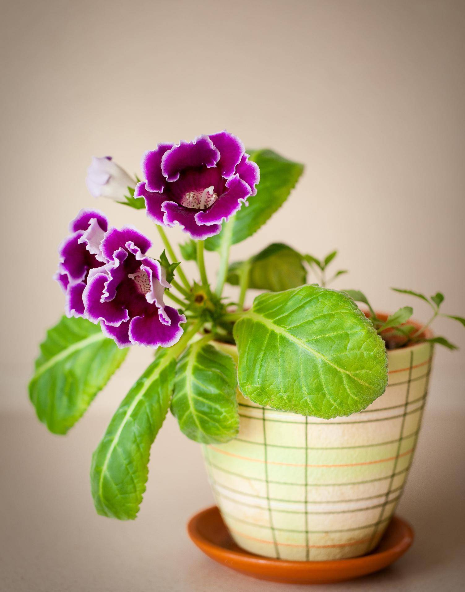 大岩桐是一种多年生草本植物春夏秋三季是生长旺季主要花期在夏季