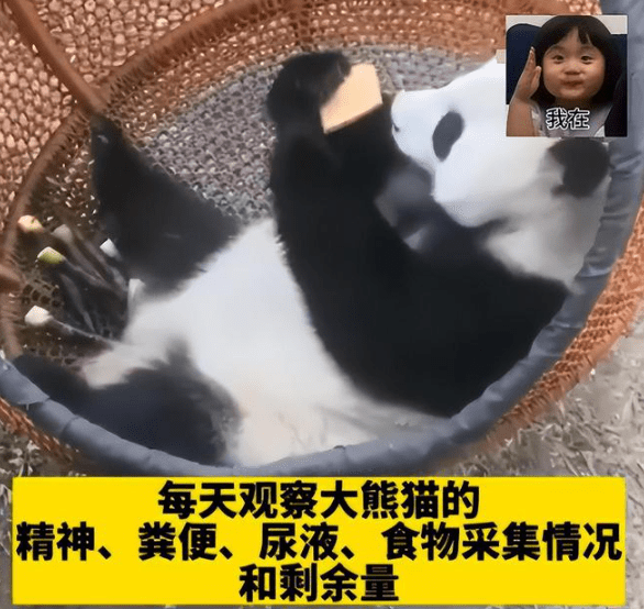 大熊猫饲养员招聘,收百份简历录取却为零,这专业对口要求可不低