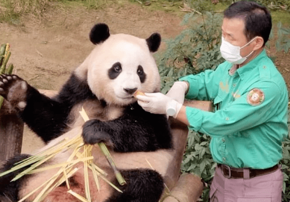 大熊猫饲养员招聘,收百份简历录取却为零,这专业对口要求可不低