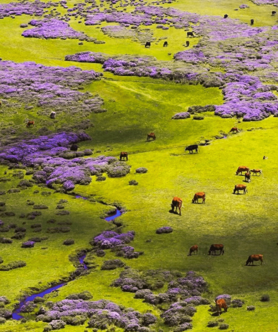 漫步花海丨踏遍草原_谷克德_索玛_牛羊