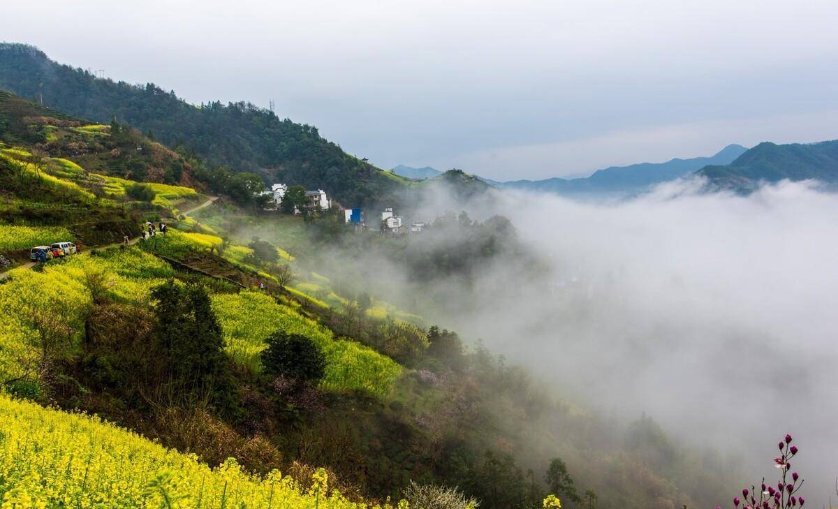 石潭村:油菜花正盛,花期已過半,再不來,花兒就謝了_黃山旅遊_雲海