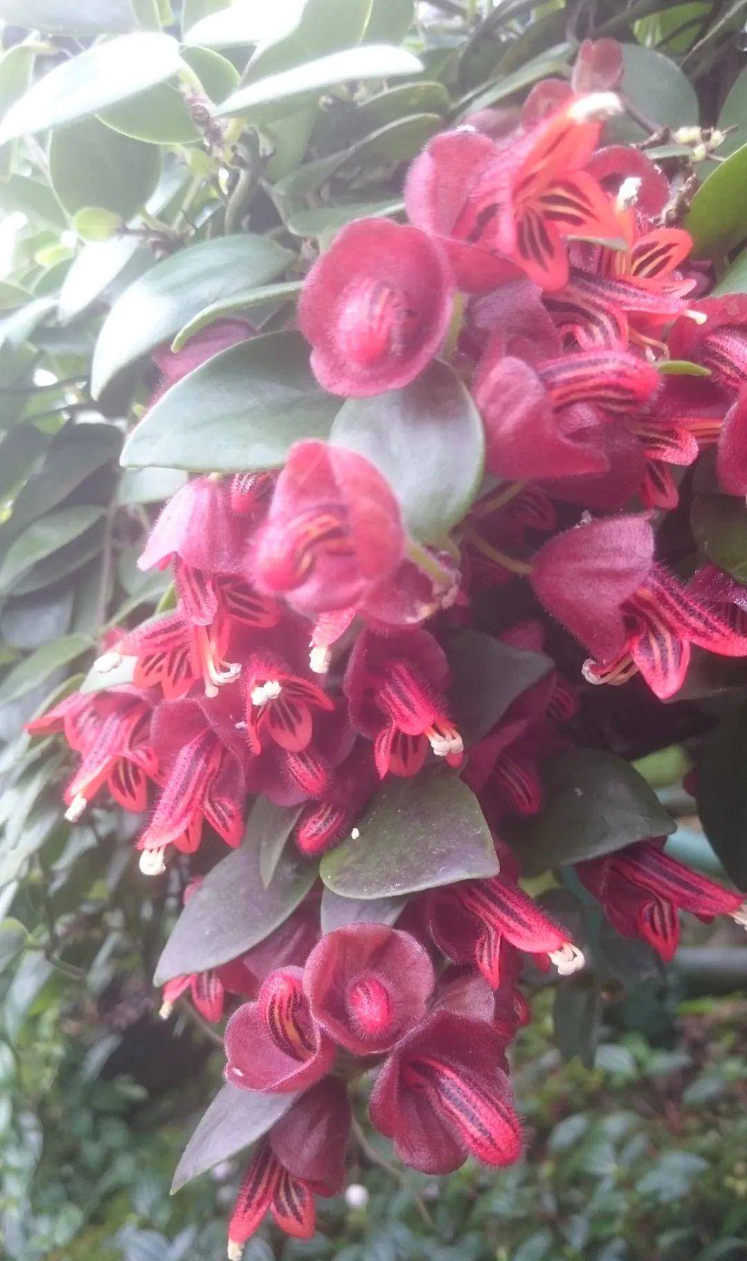 口红花大家族的大集合,这些花养室内窗台就能开花,有卷叶的品种_土壤