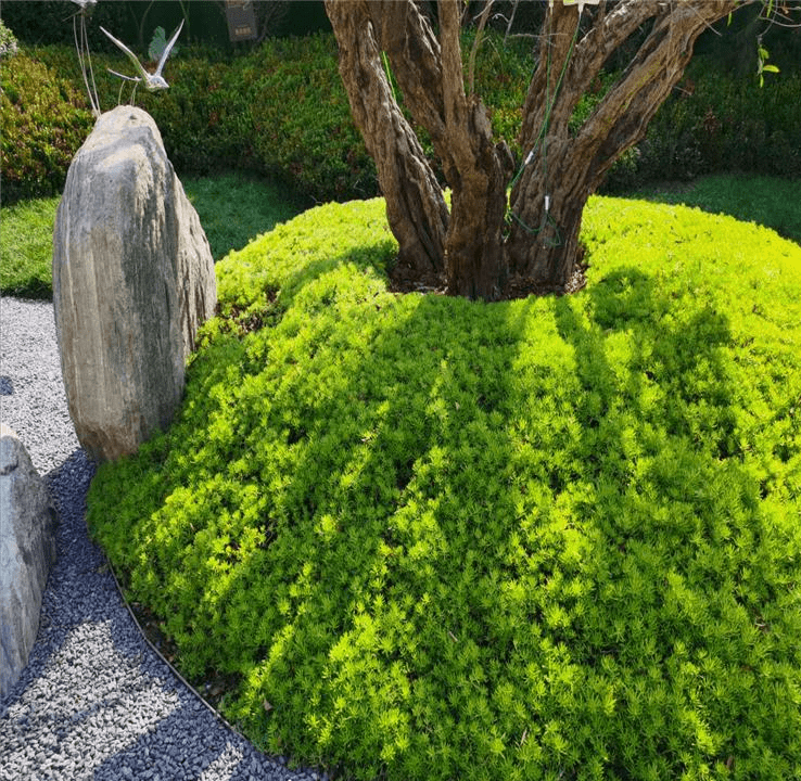 地被植物（地被植物有哪些树种） 第15张