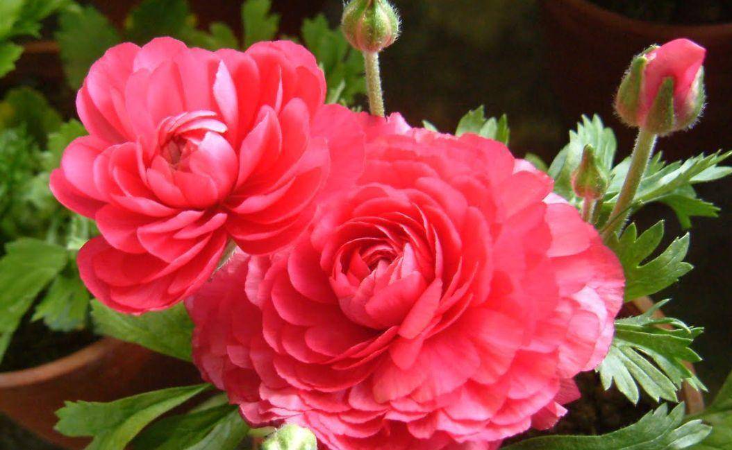 懒惰,一定要勤快,生长季节应按时进行中耕, 除去卷叶红牡丹园里的杂草