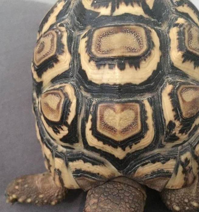 20张有趣的巧合照片,小猫额头上有一张小狗的脸_彩虹_图案_蝴蝶