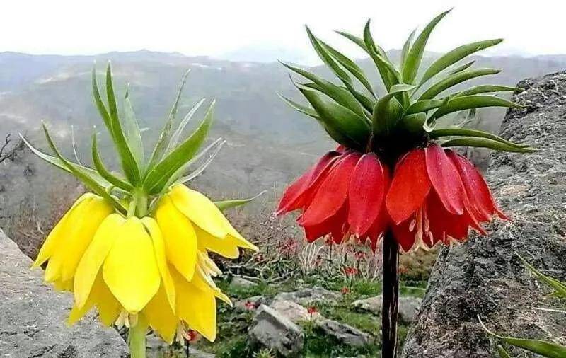 金银花露什么梗(金银花露生产工艺流程)