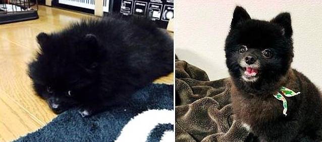 带黑褐色狗狗散步，被误认为貉，主人笑哭：这是博美！ 