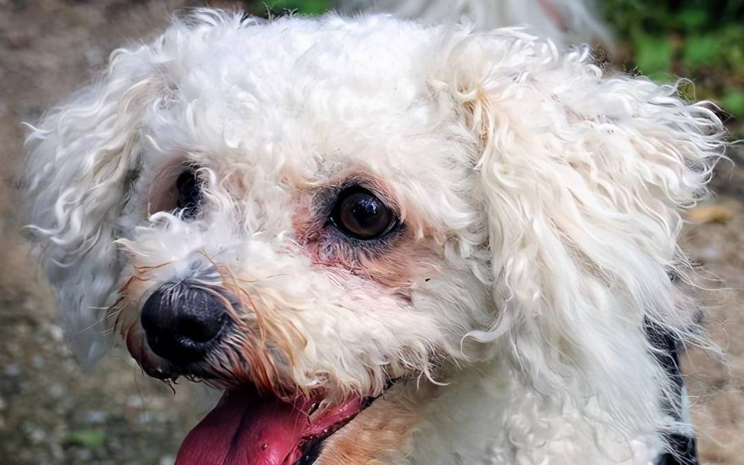 建议收藏:比熊泪痕严重,5招帮它缓解_狗狗_毛发_眼睛