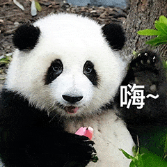 可爱的熊猫表情包图片