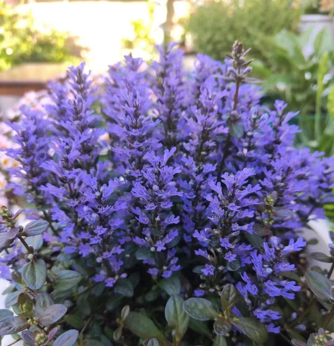 阳台光照不多,可以养"筋骨草",耐阴好养,花叶共赏,花期也长_盆栽_建议