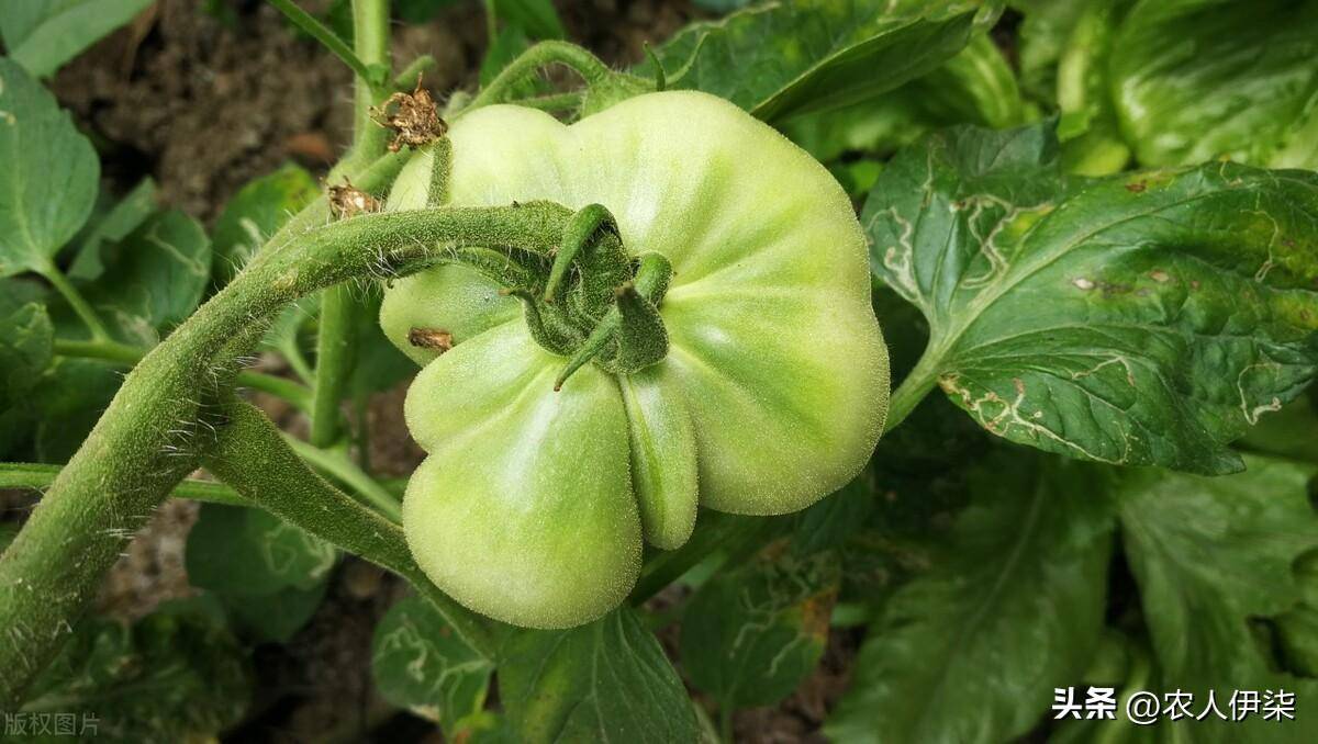 番茄畸形果是什么原因造成的?这几点是主要诱因,来了解一下_蕃茄_品种