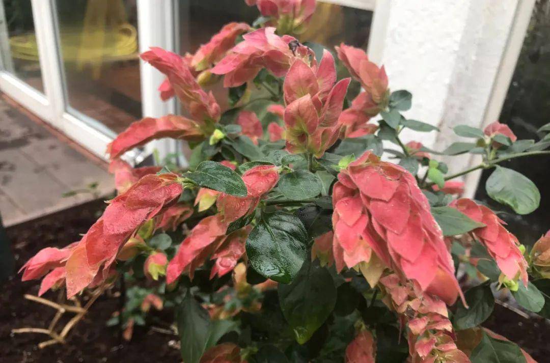 虾衣花,花朵像煮熟的虾,养成盆栽极少病虫害,特省心的植物_温度_修剪