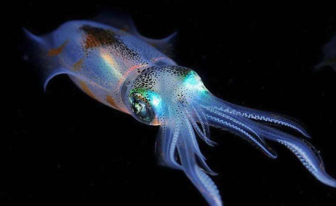 200米海滩全是死乌贼!日本佐渡岛现反常现象,是被高温热死的?