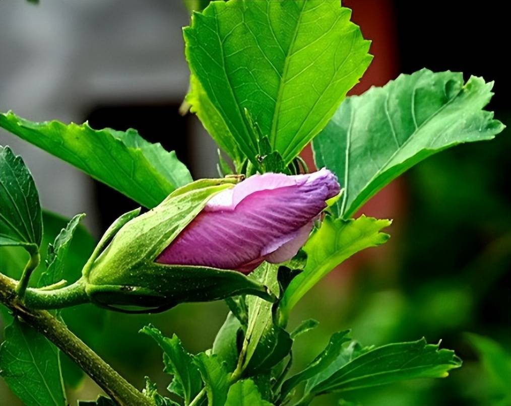 农村俗称鸡肉花,如今是上好的野菜,殊不知对女性好处更多