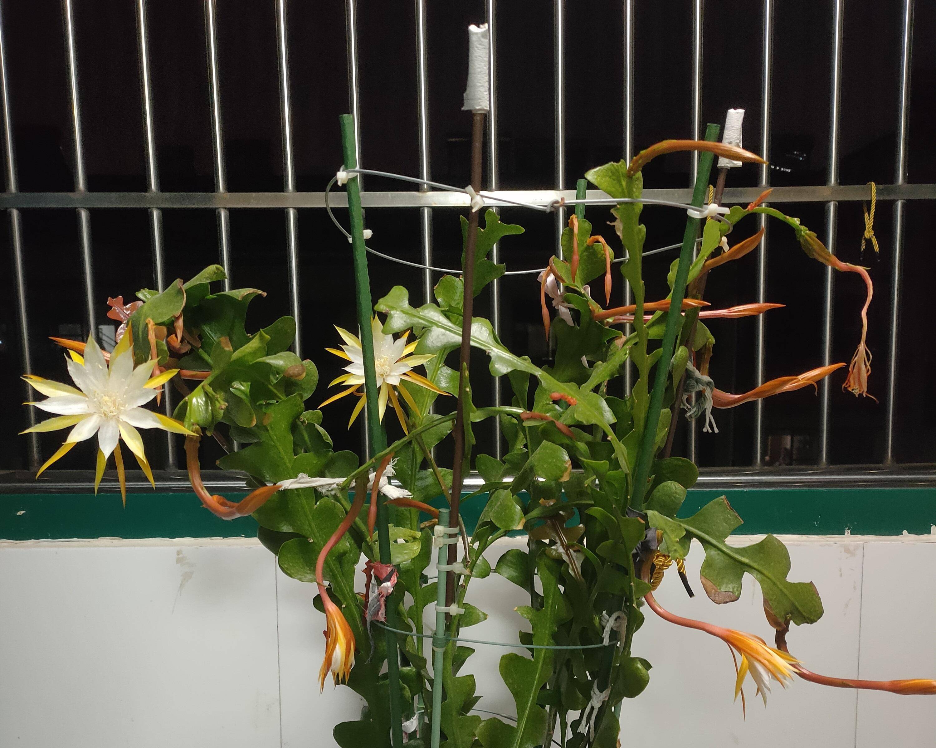 室内盆栽"新宠"—锯齿昙花,能观叶,赏花,闻花香,耐阴且好养_开花_植物