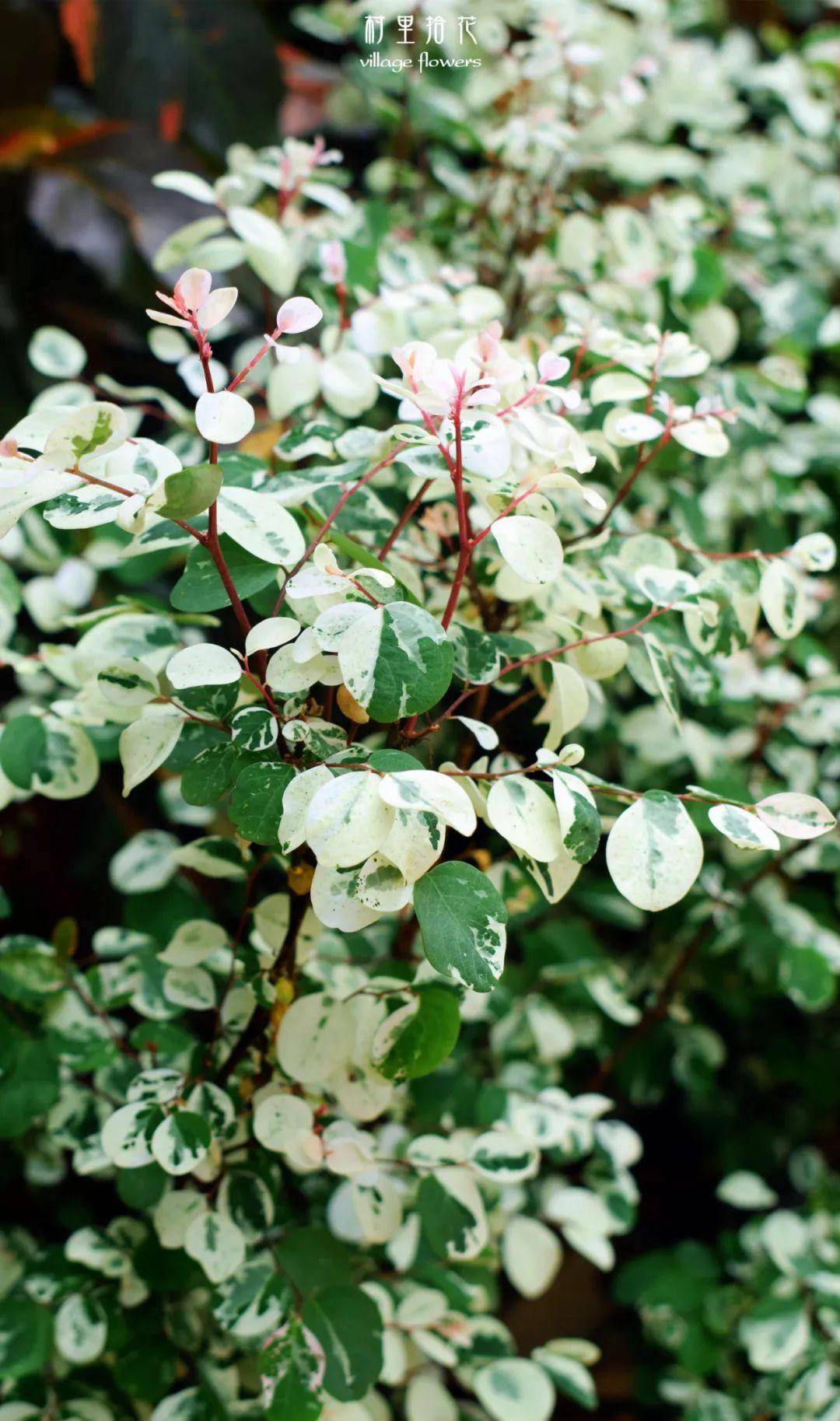 「二列黑面神」听起来太凶了,还是叫你雪花木吧_叶片_植物_粉红色
